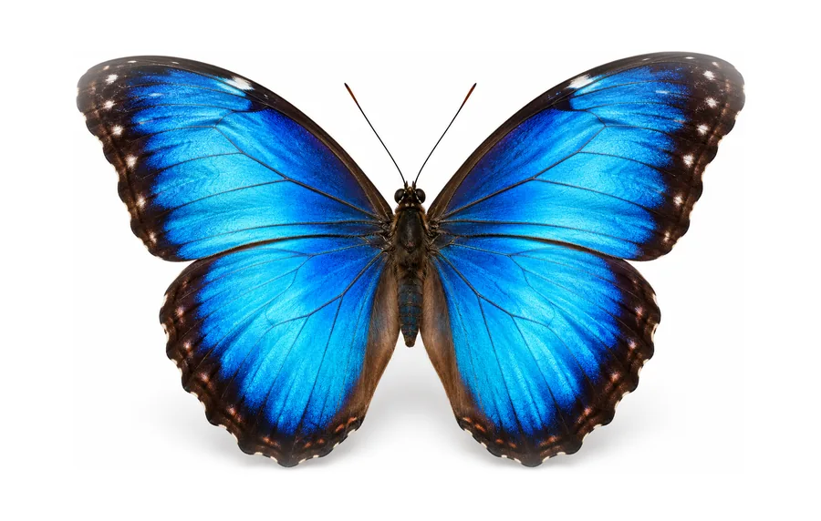 A blue morpho butterfly with open wings
