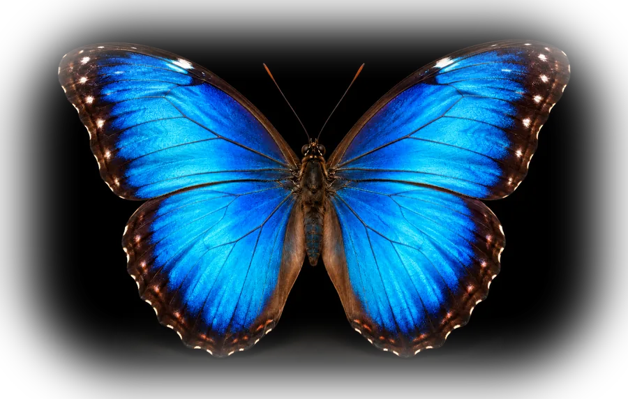 A blue morpho butterfly with open wings