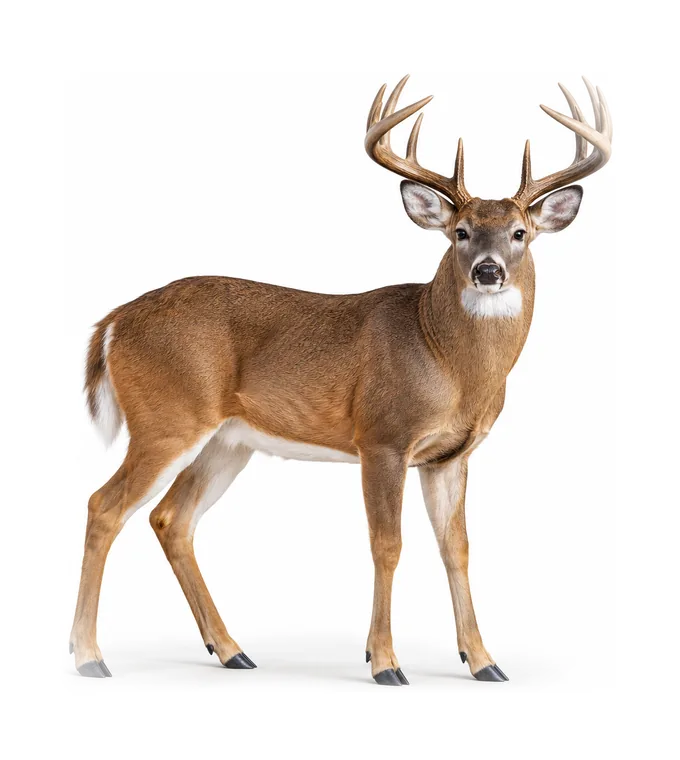 A white-tailed deer buck