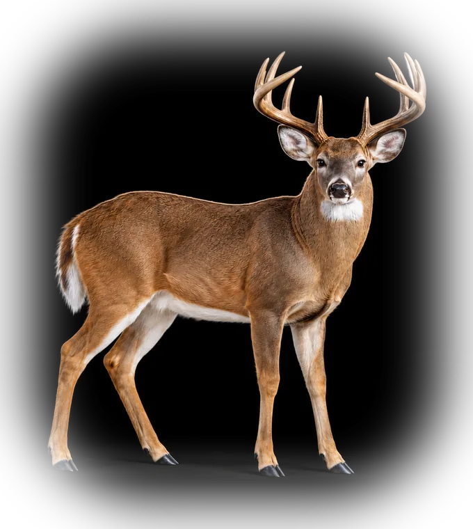 A white-tailed deer buck