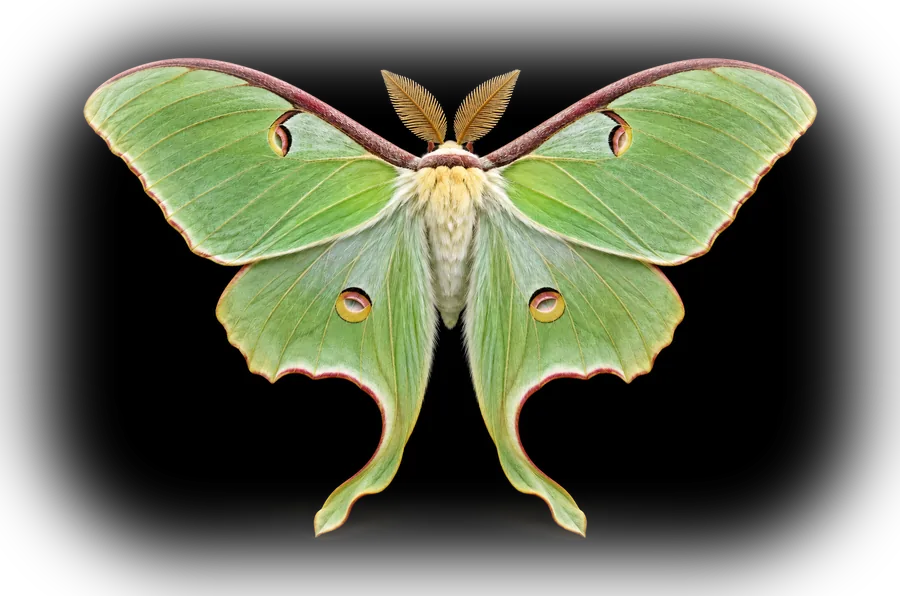 A pale green luna moth with open wings